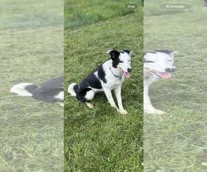 Border Collie Dogs for adoption in Highland, IL, USA