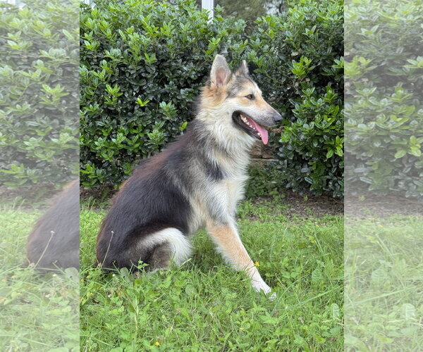 Medium Photo #5 Collie-Unknown Mix Puppy For Sale in PIPE CREEK, TX, USA