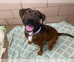 Black Mouth Cur-Unknown Mix Dogs for adoption in Fort Wayne, IN, USA