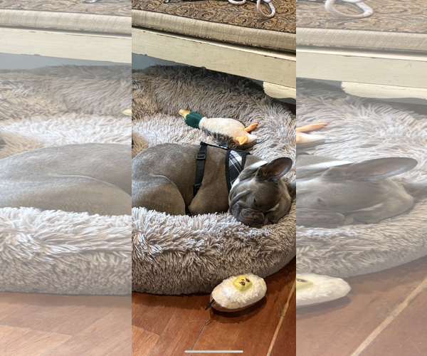 Medium Photo #2 French Bulldog Puppy For Sale in Cuyahoga Falls , OH, USA