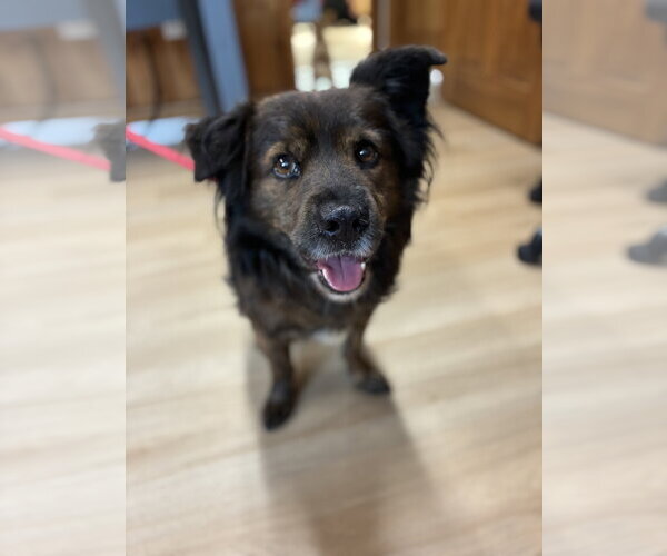 Medium Photo #1 Mutt Puppy For Sale in Raleigh, NC, USA