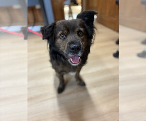 Mutt Dogs for adoption in Raleigh, NC, USA