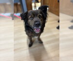 Roscoe - Male Mutt Dog for Adoption - Small photo