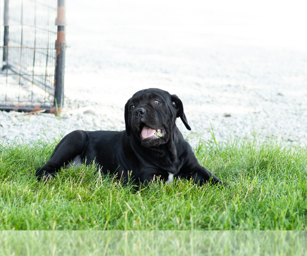 Medium Photo #5 Cane Corso Puppy For Sale in WAKARUSA, IN, USA