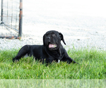 Small #4 Cane Corso