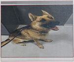 Small #1 German Shepherd Dog