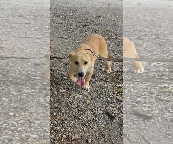 Medium Photo #2 Mutt Puppy For Sale in Rustburg, VA, USA