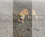 Small #1 Mutt