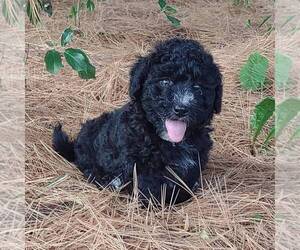 Bernedoodle-Poodle (Miniature) Mix Puppy for sale in STANLEY, WI, USA