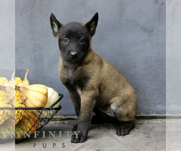 Medium Photo #1 Belgian Malinois Puppy For Sale in RONKS, PA, USA
