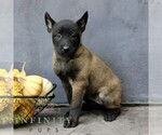 Rosie - Female Belgian Malinois Puppy for Sale - Small photo
