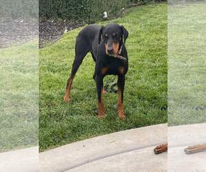 Beta - Female Doberman Pinscher-Unknown Mix Dog for Adoption - Photo #6