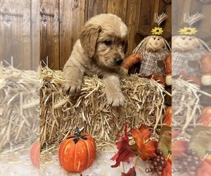 Golden Retriever Puppy for sale in NEOLA, WV, USA