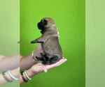 Small Photo #12 Belgian Malinois Puppy For Sale in S CHARLESTON, WV, USA