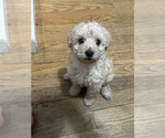 Small #1 Miniature Schnauzer-Poodle (Toy) Mix