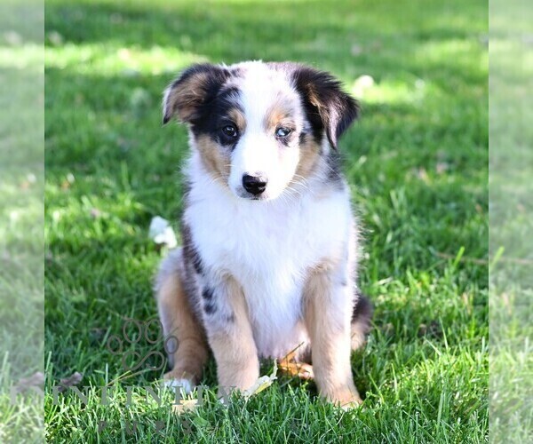 Medium Photo #3 Miniature Australian Shepherd Puppy For Sale in REBERSBURG, PA, USA
