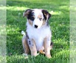 Dylan - Male Miniature Australian Shepherd Puppy for Sale - Photo #3