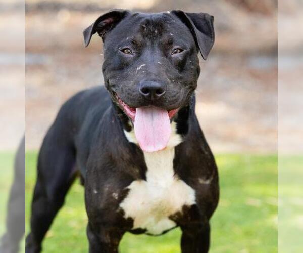 Medium Photo #1 American Pit Bull Terrier Puppy For Sale in Camarillo, CA, USA