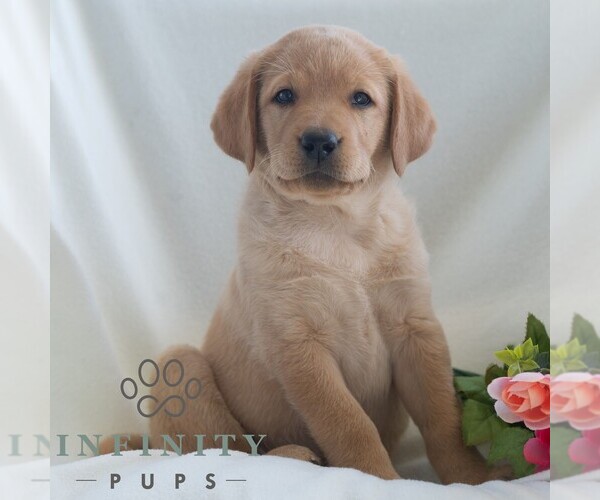 Medium Photo #6 Labrador Retriever Puppy For Sale in GREEN PARK, PA, USA