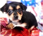 Puppy 8 Yorkshire Terrier