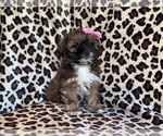 Small Photo #4 ShihPoo Puppy For Sale in LAKELAND, FL, USA