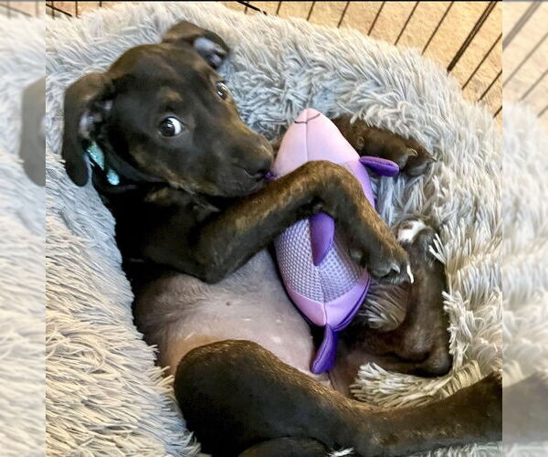 Medium Photo #5 Mutt Puppy For Sale in San Juan Capistrano, CA, USA