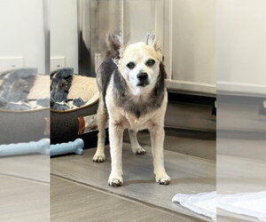 Peanut Butter - Male Chihuahua-Unknown Mix Dog for Adoption - Photo #3