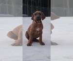 Puppy Puppy 7 Rhodesian Ridgeback