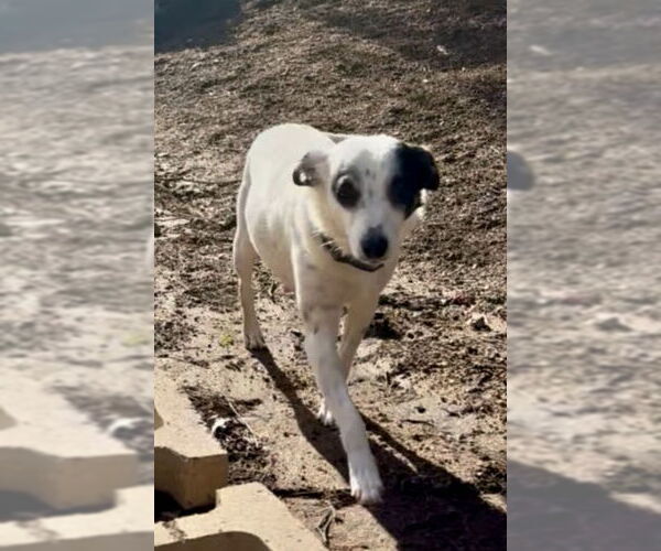 Medium Photo #2 Mutt Puppy For Sale in San Diego, CA, USA