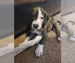 Small Photo #3 Great Dane Puppy For Sale in MANSFIELD, TX, USA