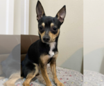 Small #1 Chihuahua Mix