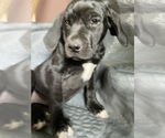 Small Photo #15 American Bandogge mastiff Puppy For Sale in FORT GARLAND, CO, USA