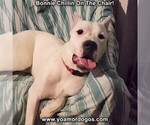 Small Photo #74 Dogo Argentino Puppy For Sale in PINEVILLE, MO, USA