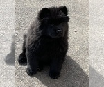 Small Photo #5 Chow Chow Puppy For Sale in ELGIN, IL, USA
