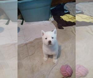 Akita Puppy for sale in SIOUX FALLS, SD, USA