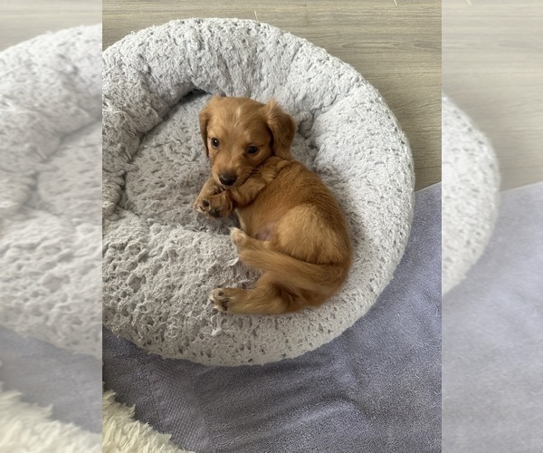 Medium Photo #5 Dachshund Puppy For Sale in SAN DIEGO, CA, USA
