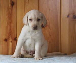 Labrador Retriever Puppy for sale in FREDERICKSBG, OH, USA