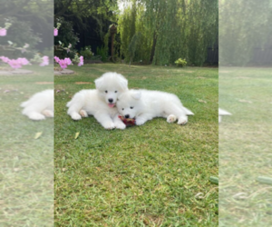 Samoyed Puppy for sale in CHATSWORTH, CA, USA