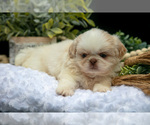 Small #2 Shih Tzu
