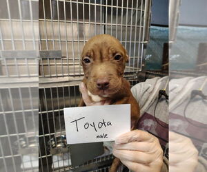 American Pit Bull Terrier-Unknown Mix Dogs for adoption in Evansville, IN, USA