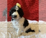 Small Photo #10 Goldendoodle Puppy For Sale in DOLPH, AR, USA