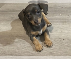 Chiweenie Dog for Adoption in CANTONMENT, Florida USA