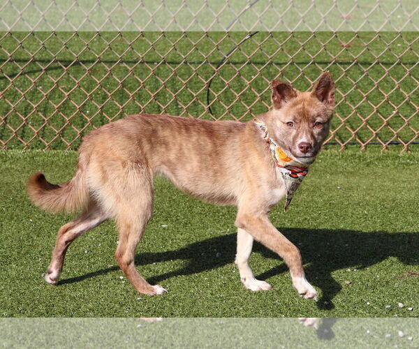 Medium Photo #7 Australian Kelpie-Unknown Mix Puppy For Sale in Rockaway, NJ, USA
