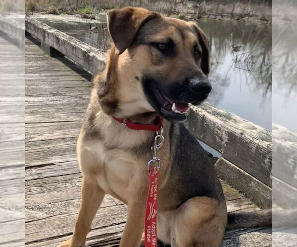 Medium Photo #11 Mutt Puppy For Sale in Canton, CT, USA