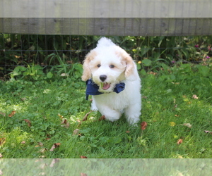 Labradoodle mix (+ Poodle Standard) Puppy for Sale in ELLWOOD CITY, Pennsylvania USA