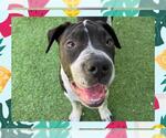 Small #3 American Bandogge mastiff