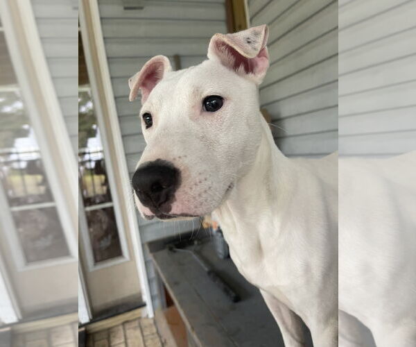 Medium Photo #13 Mutt Puppy For Sale in Holly Springs, NC, USA