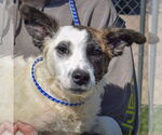 Small American Staffordshire Terrier-Border Collie Mix