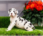 Small Photo #91 Great Dane Puppy For Sale in WAKARUSA, IN, USA