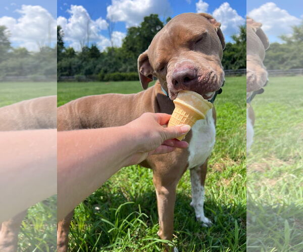 Medium Photo #16 American Pit Bull Terrier-Unknown Mix Puppy For Sale in Germantown, OH, USA